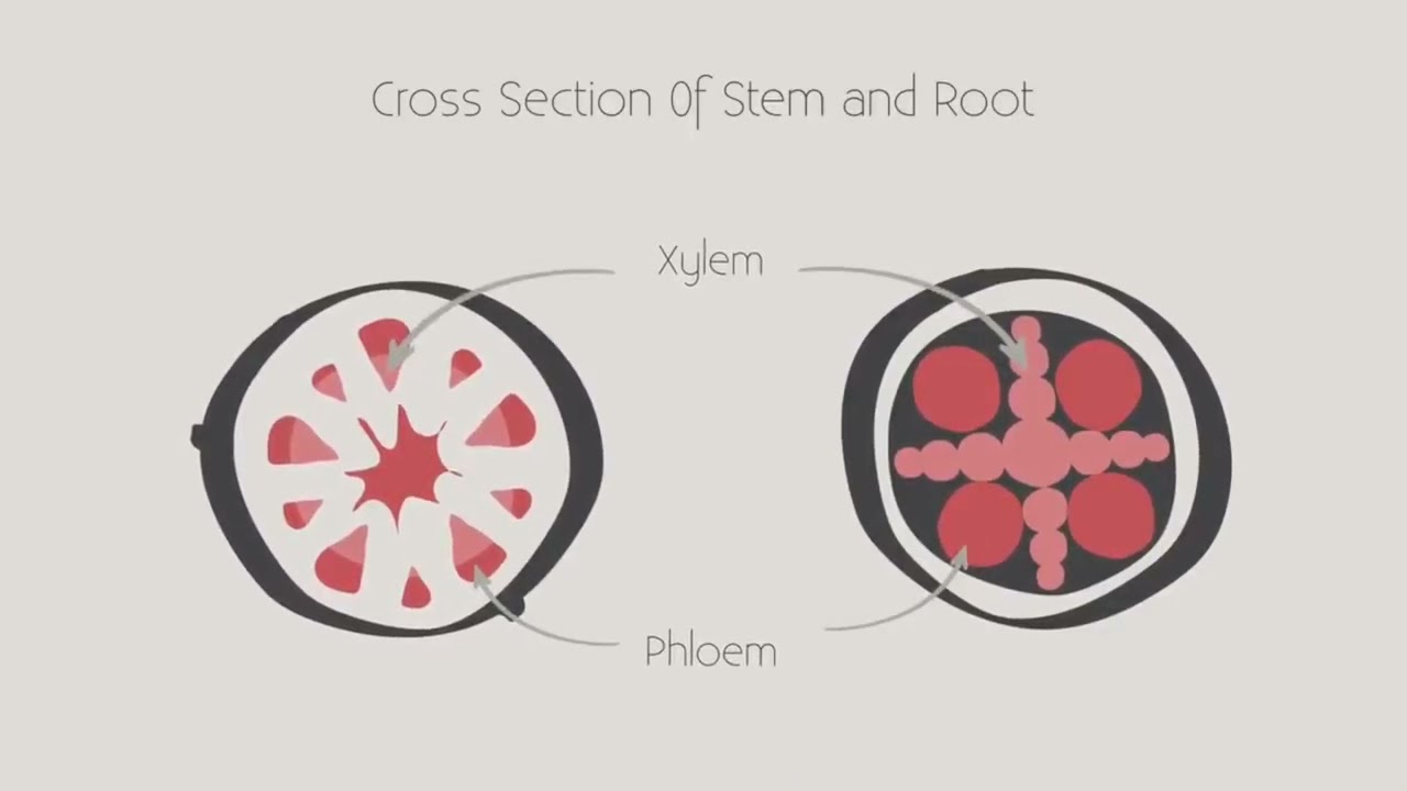xilema e floema