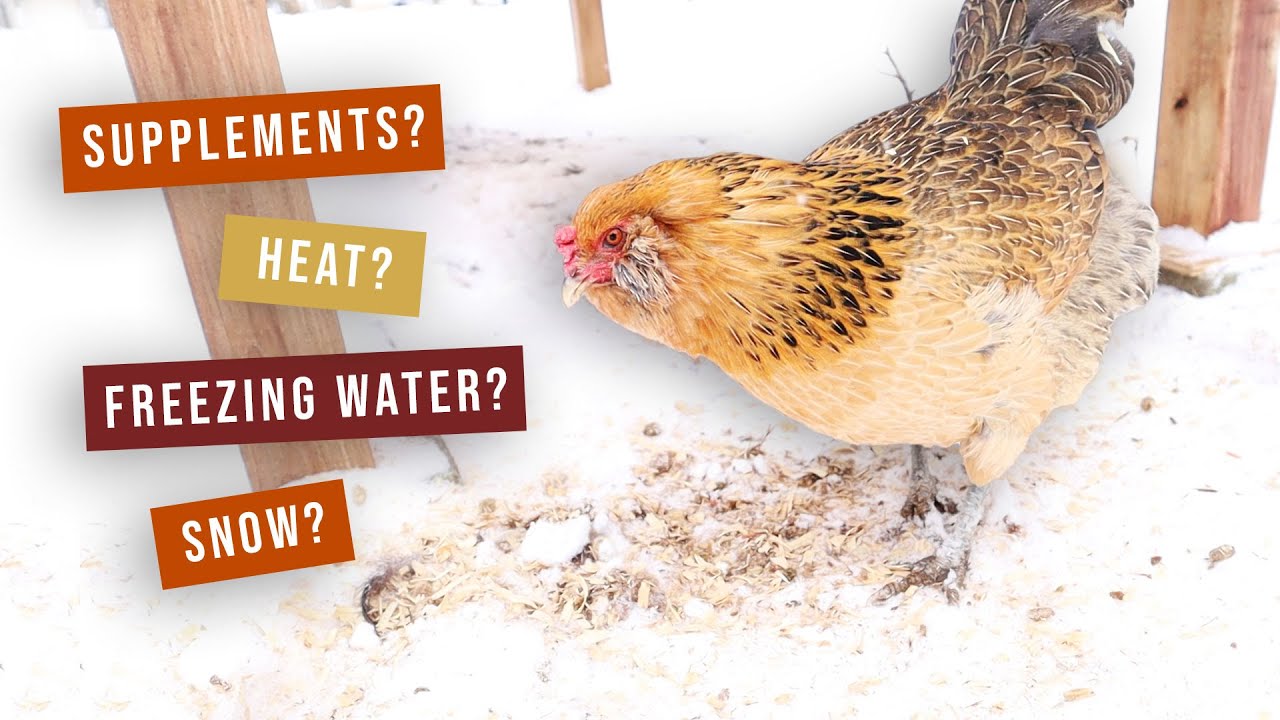Keeping Chickens In FREEZING WEATHER | Steps To Take BEFORE It's Too Late In Winter
