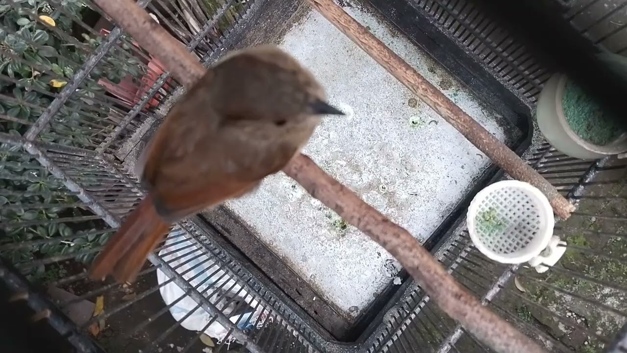 burung flamboyan nembak dan nyuling