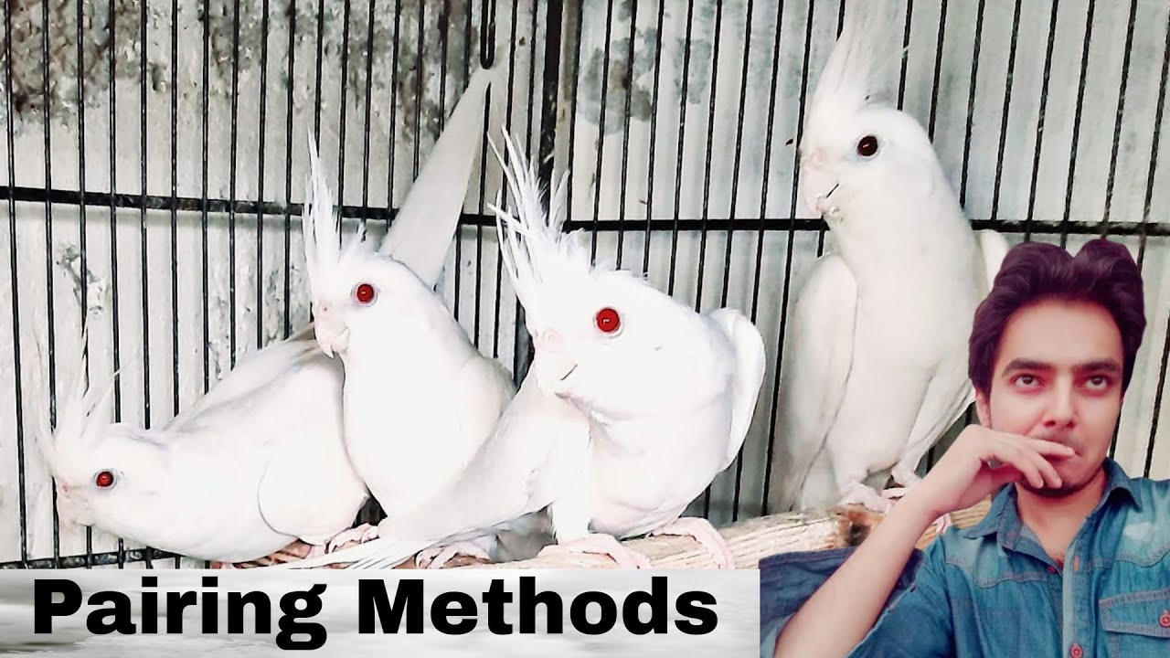 Birds Breeding Business Part 403 Urdu Hindi Punjabi | cockatiels pairing methods | AHSAN PETs