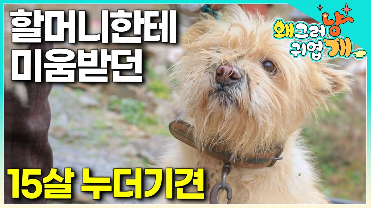 “자꾸 그러면 나랑 어떻게 살려고!” 15년을 함께한 할머니와 또또.. 83세 할머니에겐 매일이 전쟁인 또또와의 일상 │#왜그러냥귀엽개