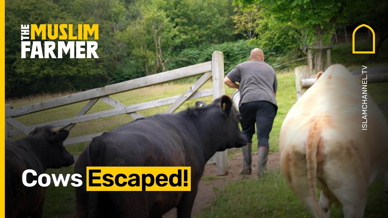 Chainsaw time! Clearing a fallen tree! | The Muslim Farmer EP. 3