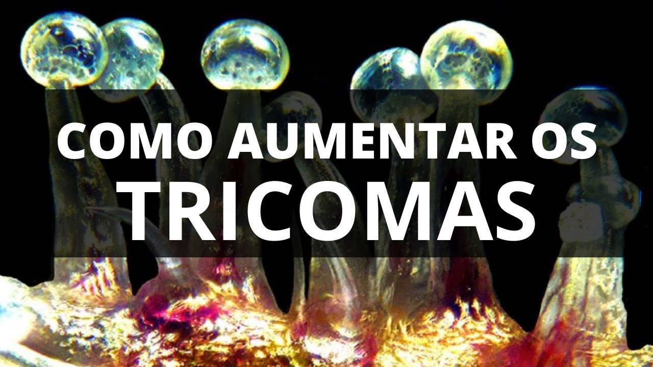 COMO AUMENTAR OS TRICOMAS E A POT&Ecirc;NCIA DA CANNABIS M4C0NHA