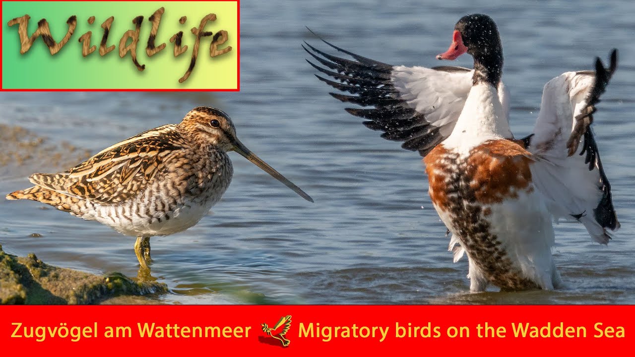 Die große Reise - Der Vogelzug am Wattenmeer - bird migration
