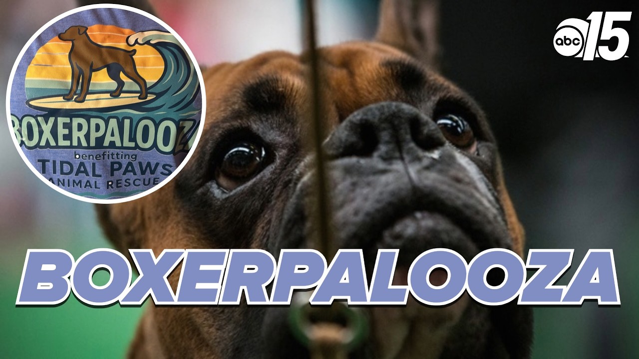 Благотворительное мероприятие Boxerpalooza в поддержку приюта для животных Tidal Paws Animal Rescue