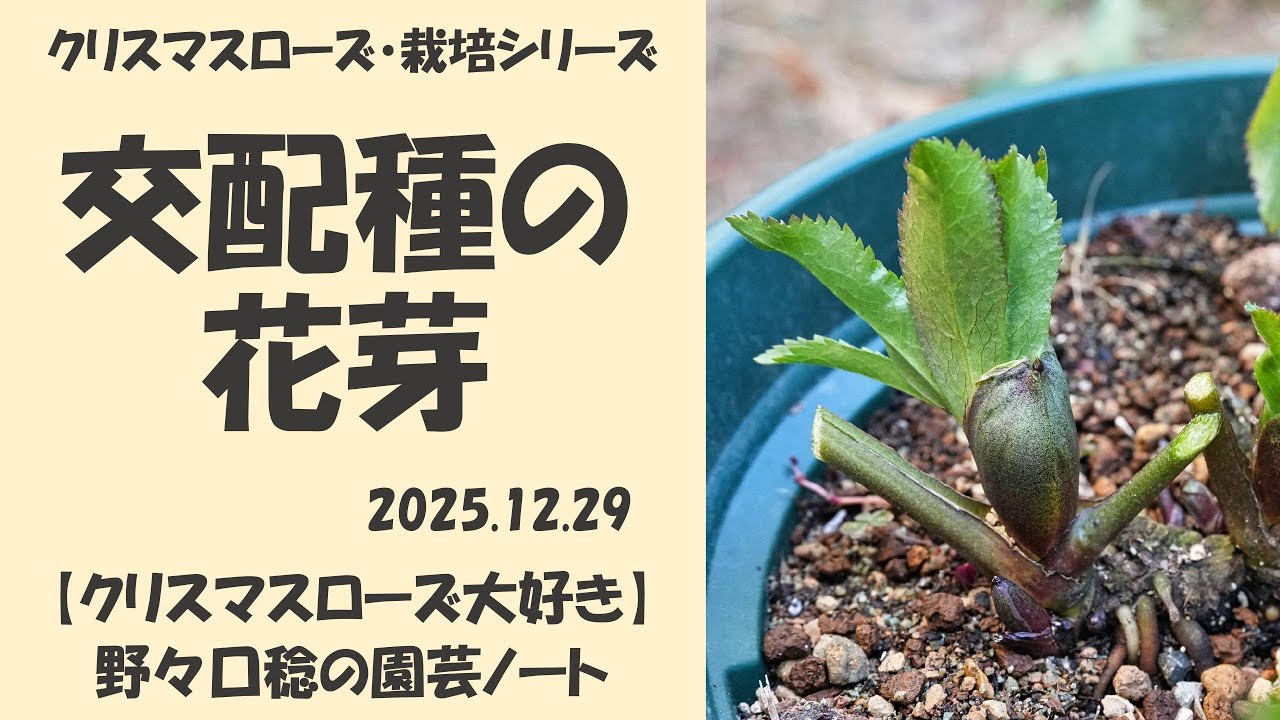 2025.12.29 交配種の花芽