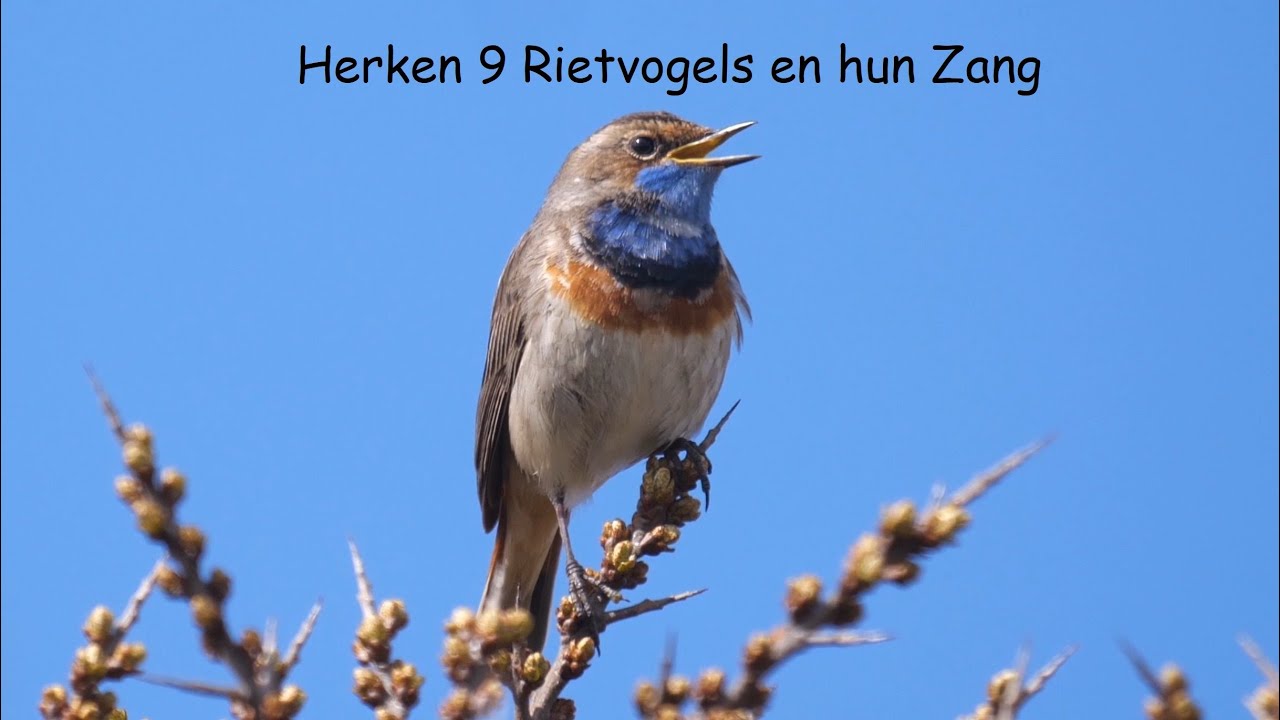 Herken 9 Rietvogels en hun Zang