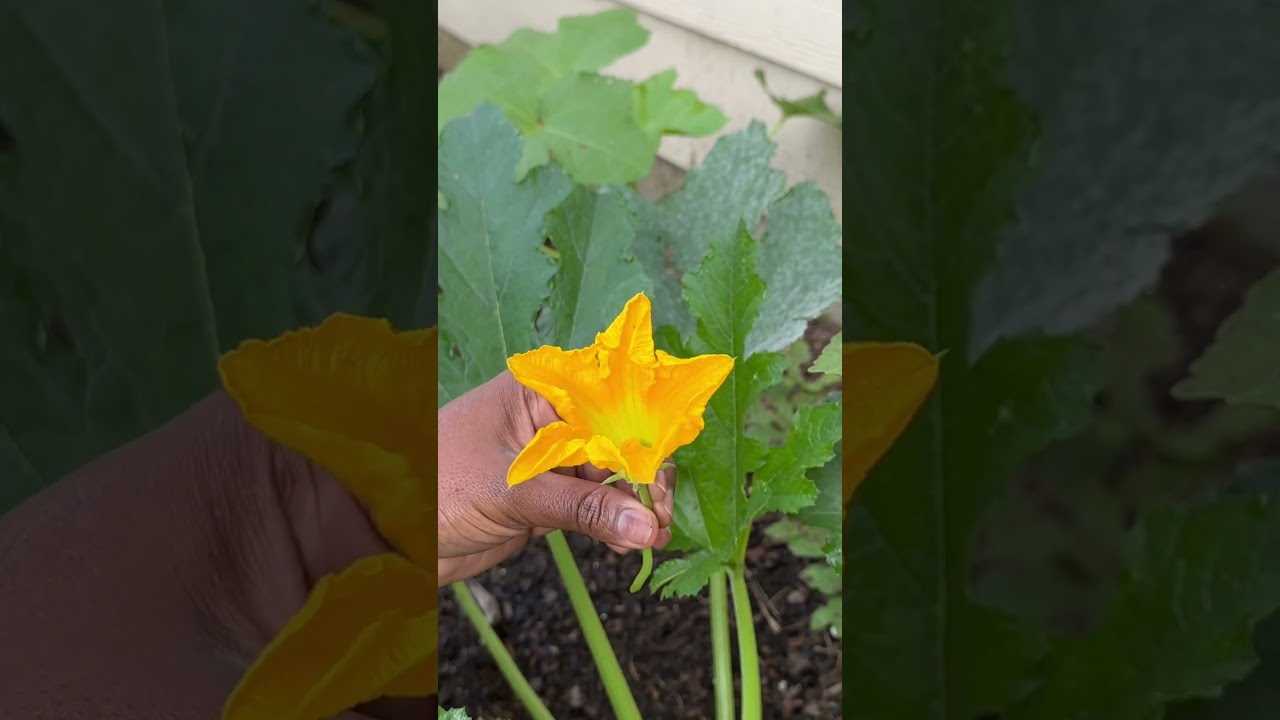 How to Preserve MALE Squash Blooms?! #garden #gardening #homesteading