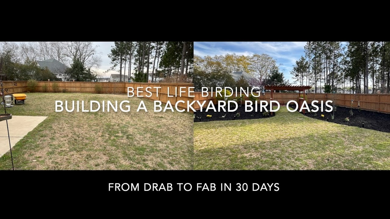 Building a Backyard Bird Oasis -From Drab to Fab in 30 days