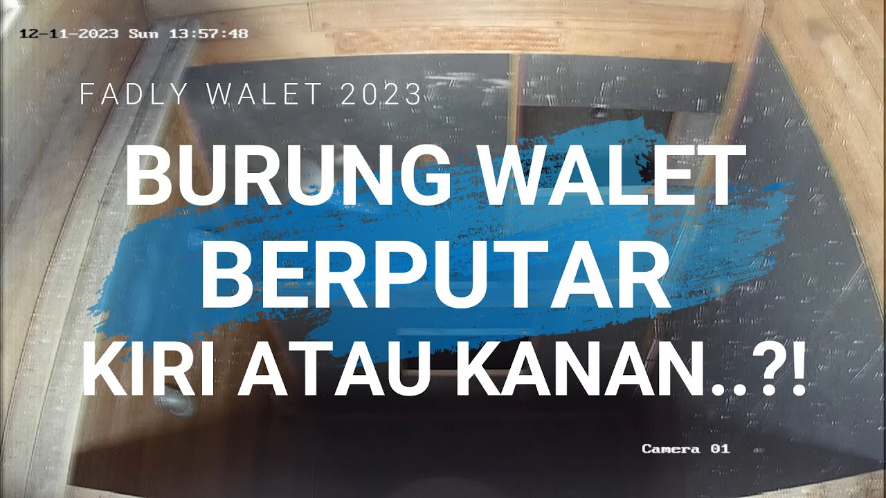 Burung walet lebih dominan putar ke kiri atau kanan?