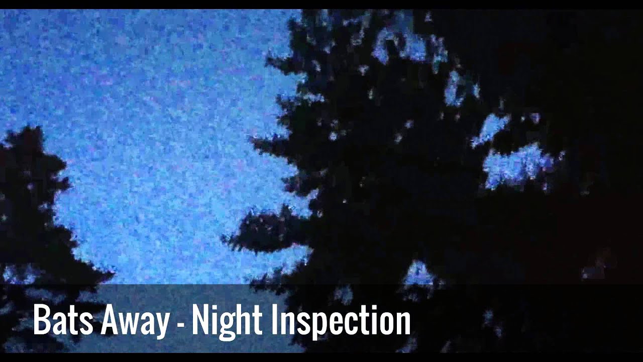 Bat Removal NJ | Bat Control NJ | Residential and Commercial Bat Control