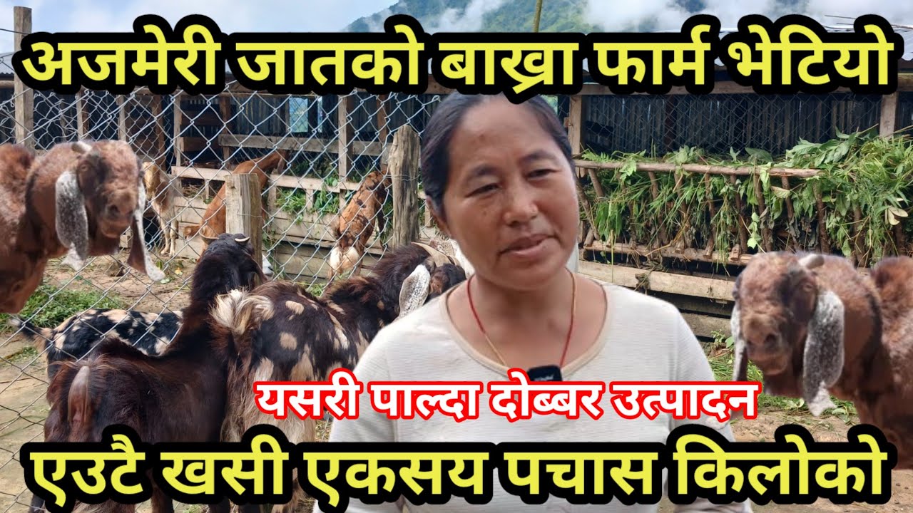 काठमान्डौ बाट आएर पाचथरमा बाख्रा पाल्दै ,महिला ले गरेको कृषि क्रान्ति , सय रोपनिमा खेती गर्ने दिदि