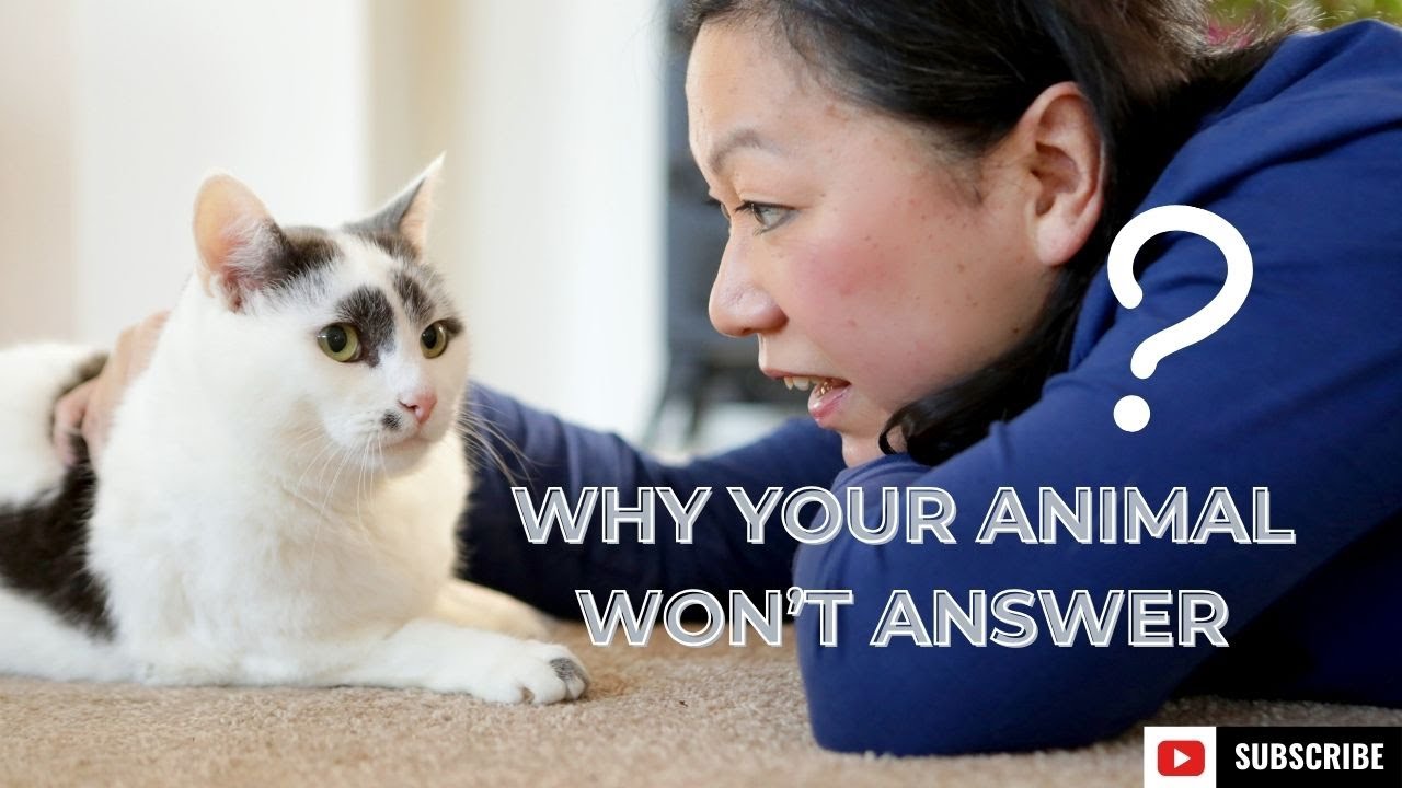 Why Your Animal Won't Answer| Animal Communication with your Pets