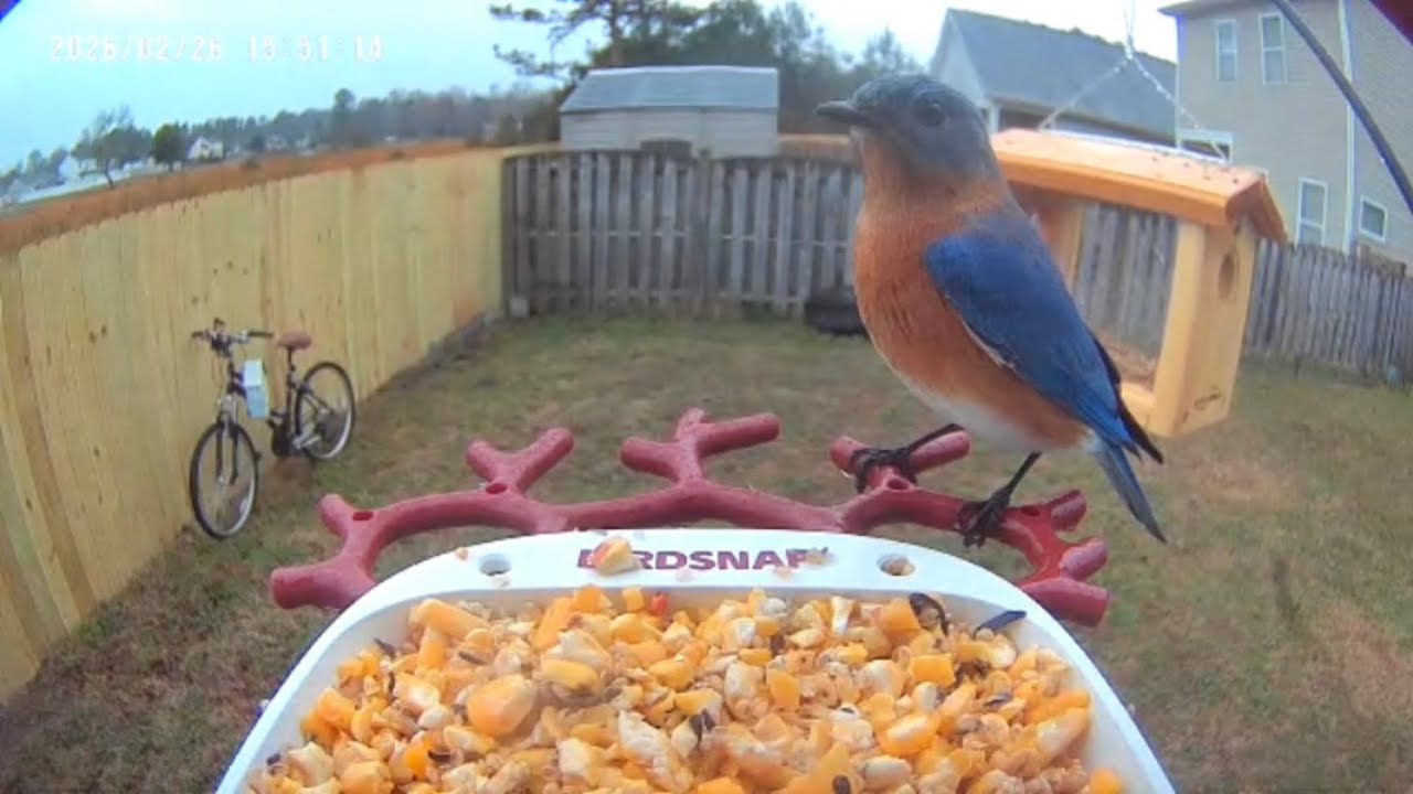 Bluebird Enjoys Mealworm Feeder