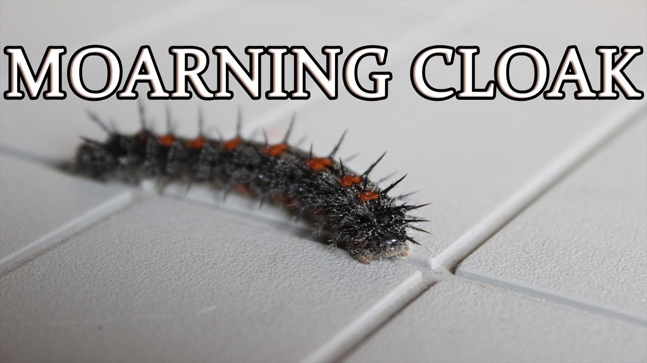 Amazing Mourning Cloak Caterpillar