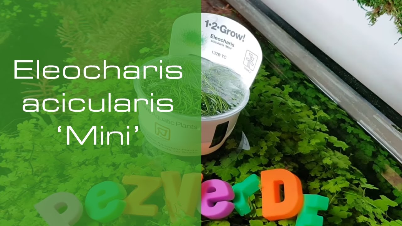 Eleocharis acicularis 'Mini' - PezVerde