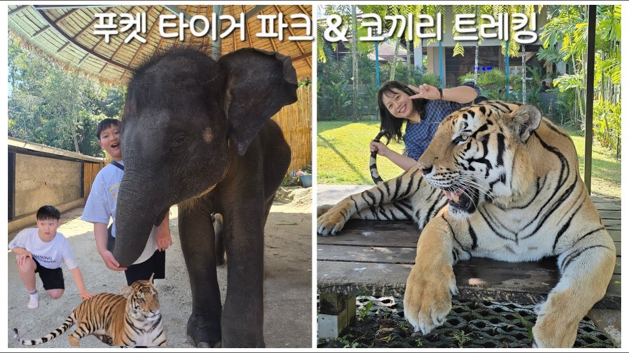 [푸켓 둘째날] 시티투어, 타이거파크, 코끼리 트래킹, 올드타운 썬데이 마켓까지!
