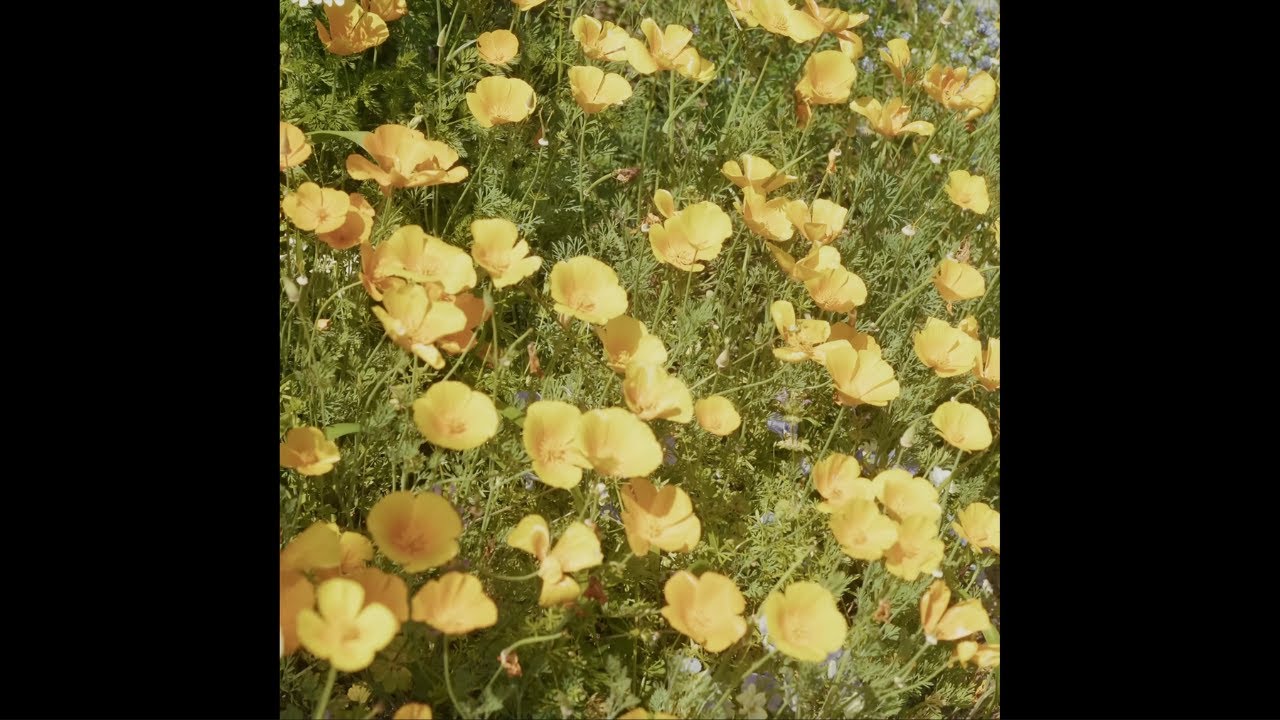 [FREE] d4vd Type Beat / Indie Type Beat - 