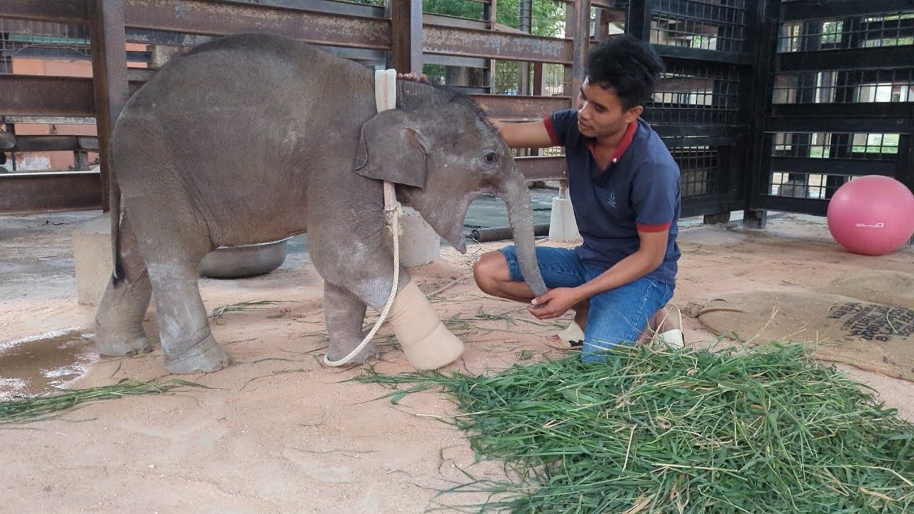 ចេះយកចិត្តប៉ាៗទៀត,ឆ្លើយតាមយកចិត្តរកណាបានកូនស្រីឆ្លាតចឹង, អូនលំផាត់ក្បាលខូច,Baby Elephant Lomphat