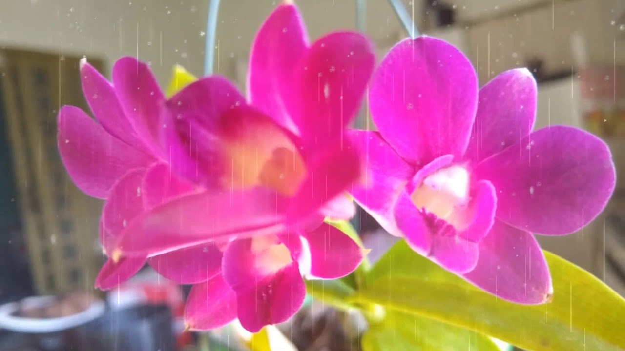 Musicas e som com a beleza singela das Plantas 02