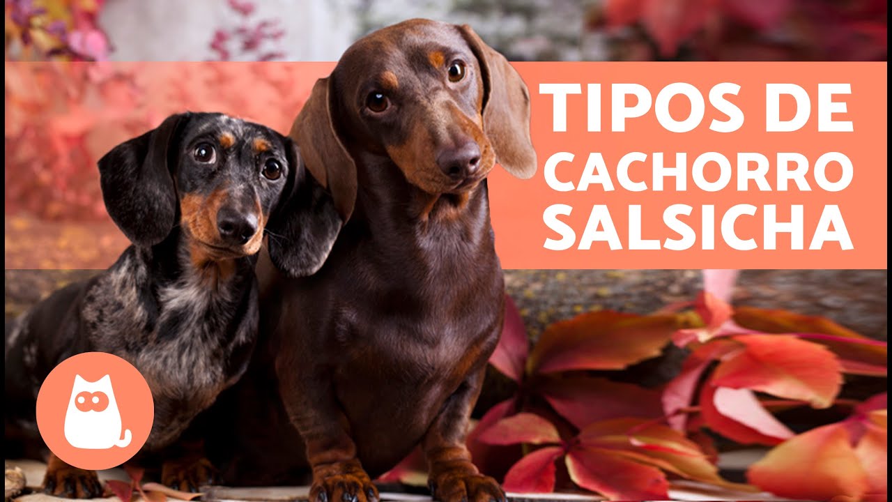TIPOS de DACHSHUND ou CACHORRO SALSICHA🐶🐾 Você conhece todos?