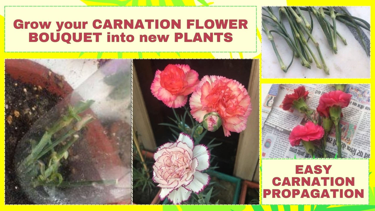 Can you grow CARNATIONS from flower sticks? Root new plants from flower bouquets! #carnation