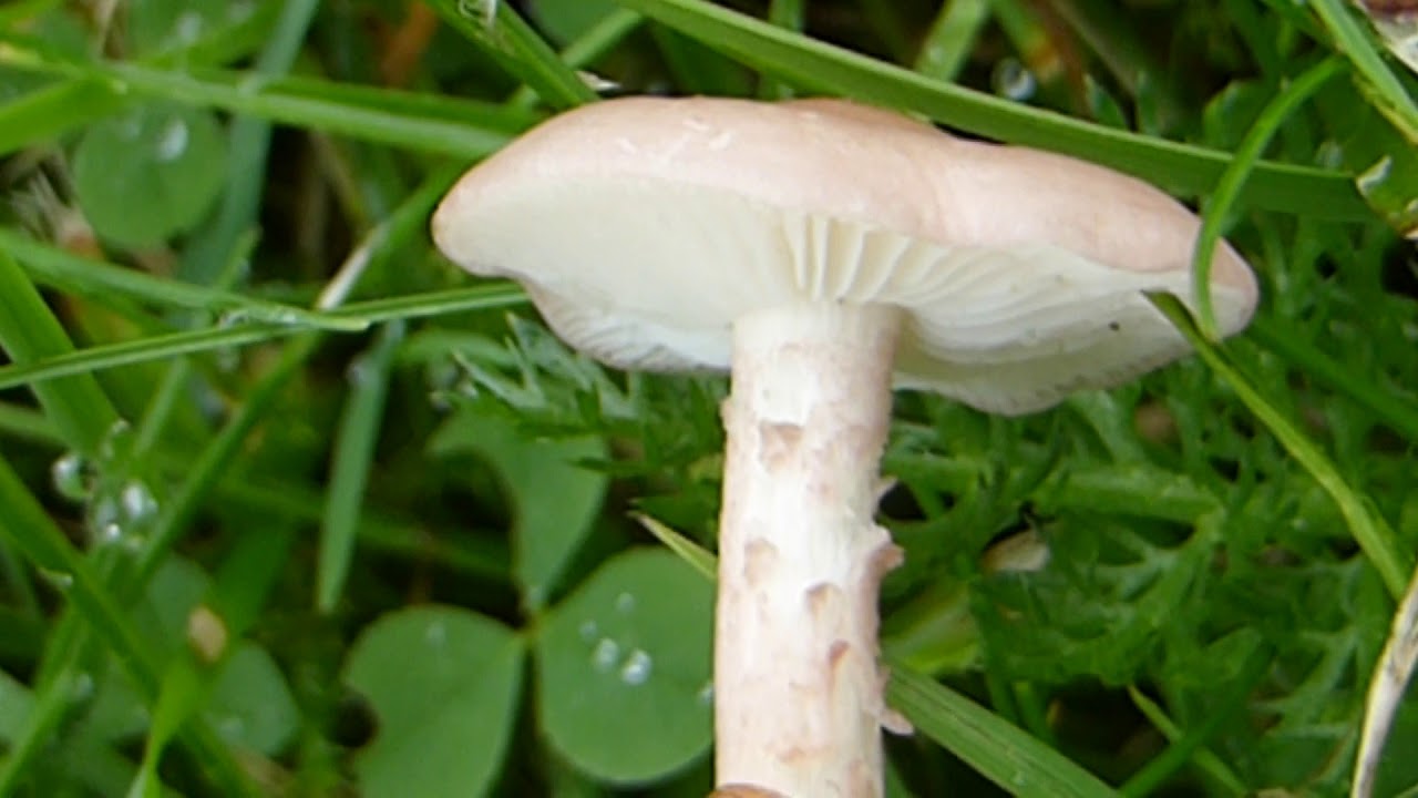 Snowy Waxcap - Cuphophyllus virgineus - Sn&aelig;hn&uacute;fa - Villtir sveppir - Sveppaaldin