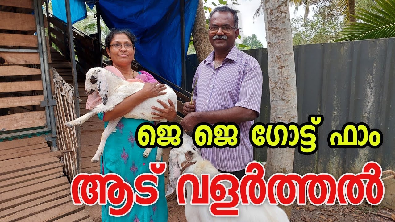 ആട് വളർത്തൽ|goat farming Malayalam|ആട വളർത്തൽ ലാഭകരം|goat farming kerala