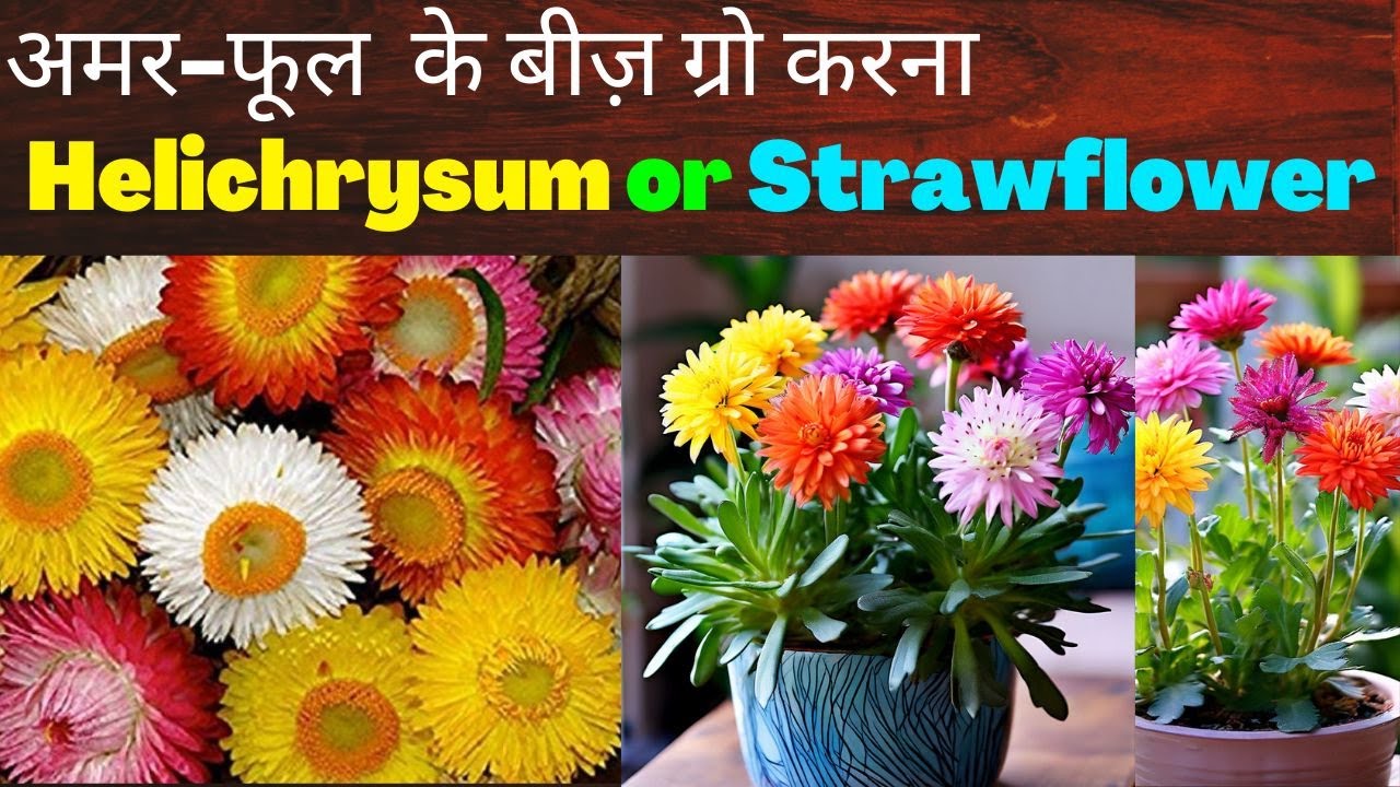 Helichrysum Seed Growing Hack 2023🌼हेलीक्रिसम या अमरफूल को बीजों से उगाने की आसान ट्रिक