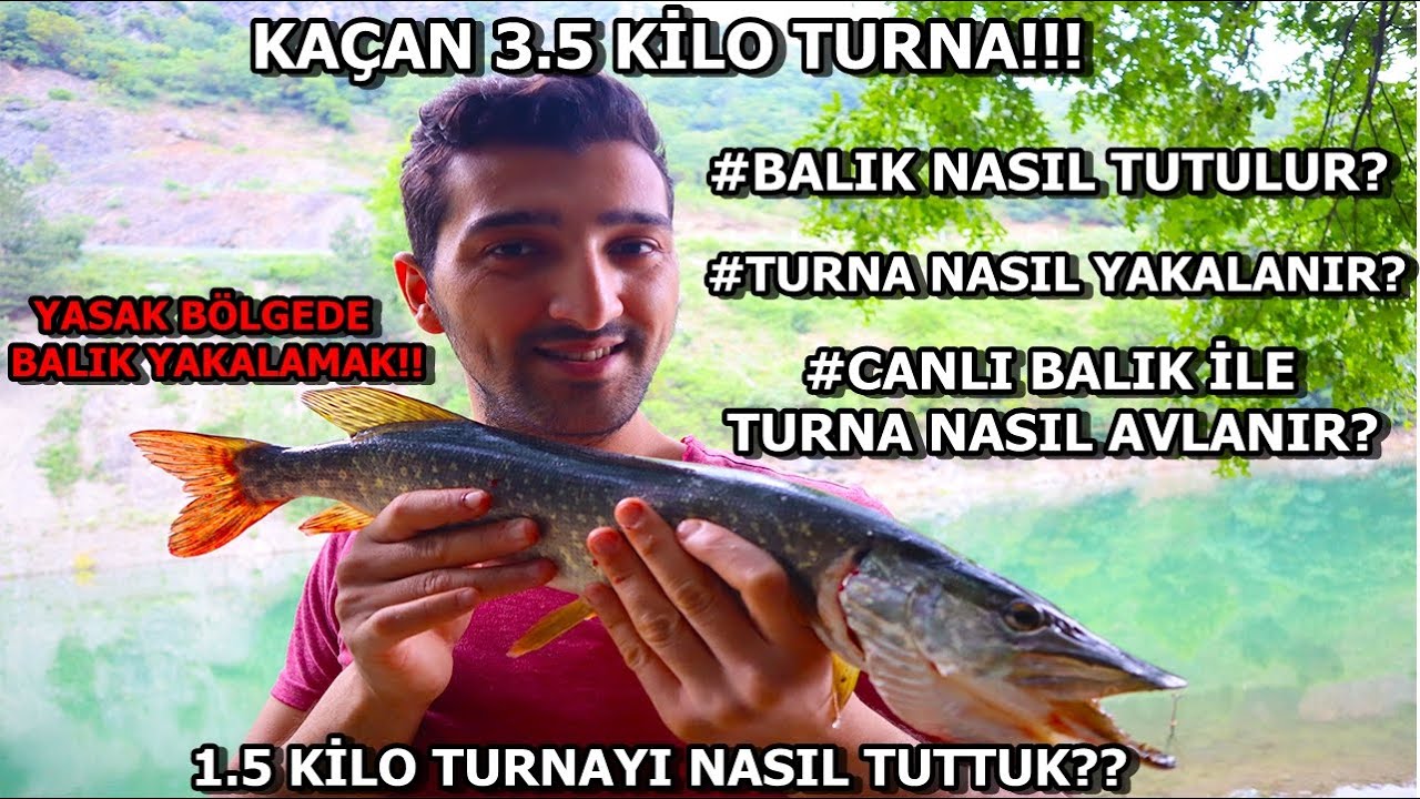 CANLI BALIK İLE TURNA AVI (1.5 KG BALIK YAKALADIK)