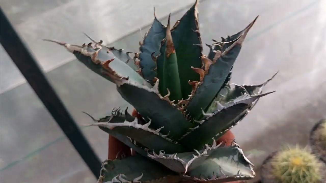 Venta de Agaves Exóticos, pedido que se va para CDMX excelentes ejemplares