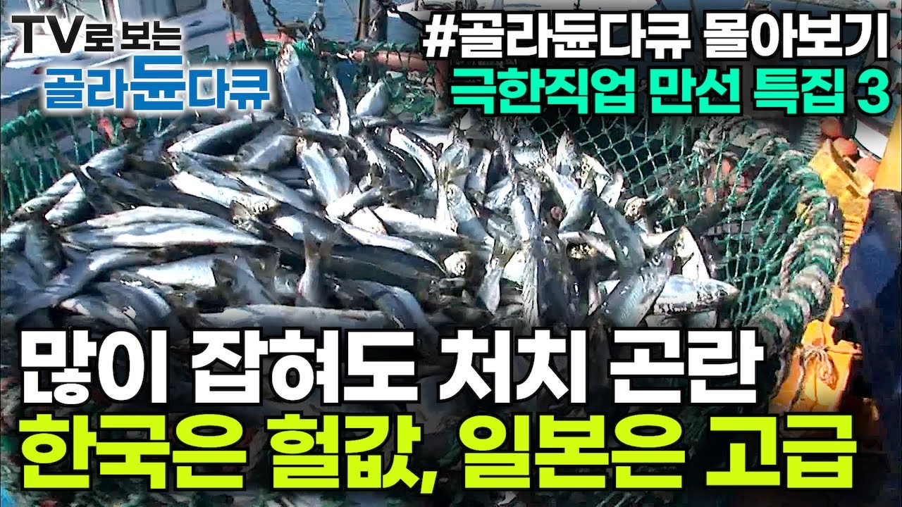 🏅어창 가득 채우고 우리 배도 채우자✨물고기에 울고 웃고 출렁이는 파도 같은 인생! 바다 위 해산물 전쟁┃대게 조기 전어 민어 꽃게 청어┃만선 특집┃극한직업 몰아보기┃#골라듄다큐