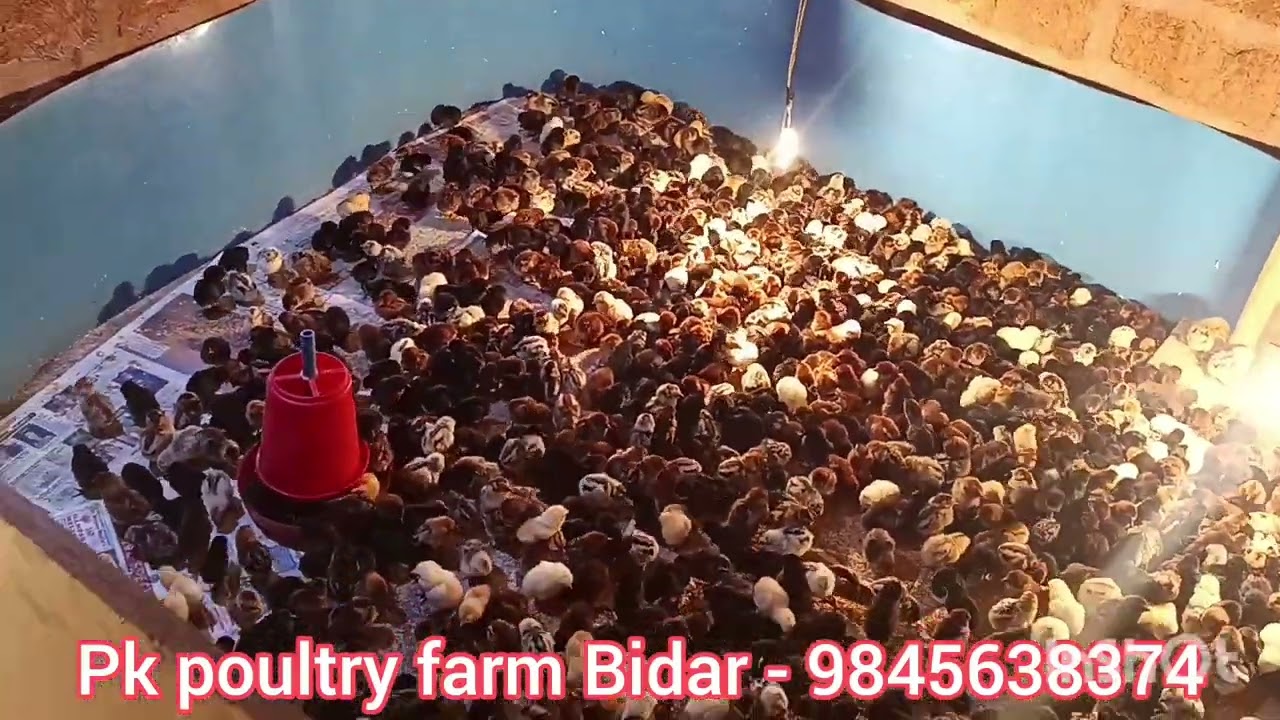 500 Chicks Died… ₹50,000 Gone – Learn From My Mistakes” 500 ಚಿಕ್ಸ್ ಸಾವು – ನನ್ನ ಅನುಭವ ನಿಮ್ಮ ಪಾಠ”