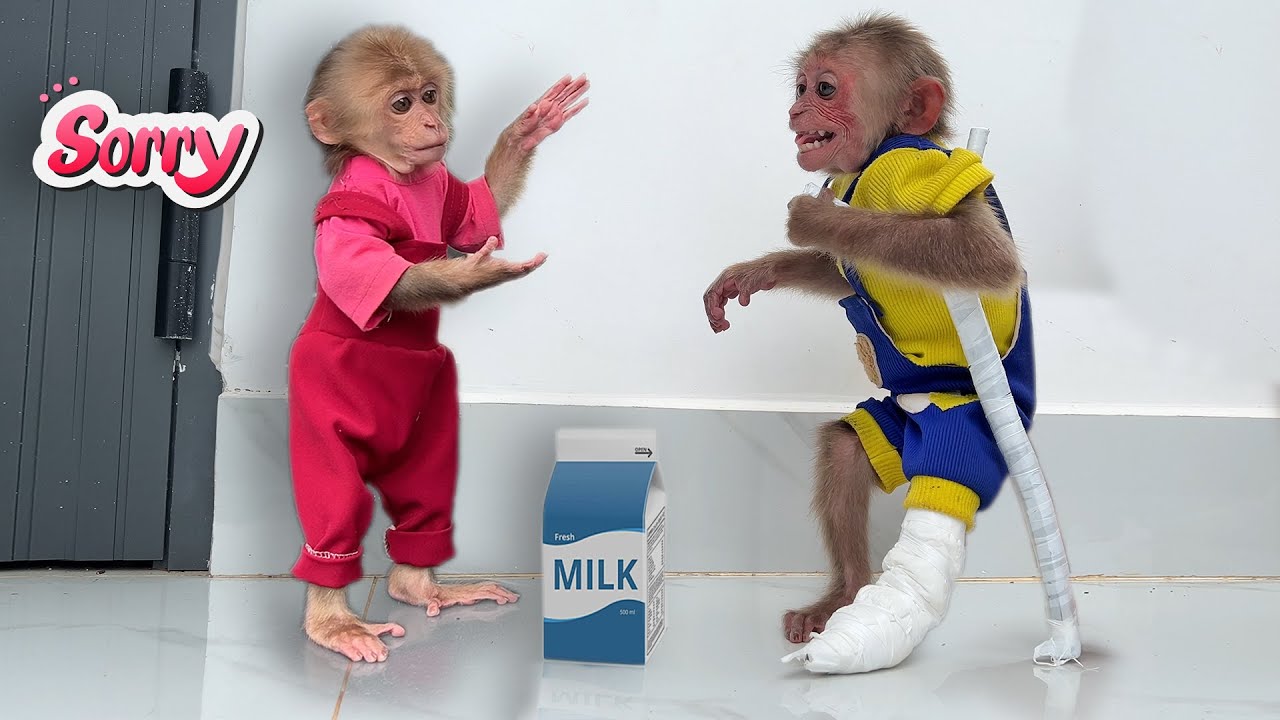 Monkey Bon visits Moon after the accident… but things didn’t go well