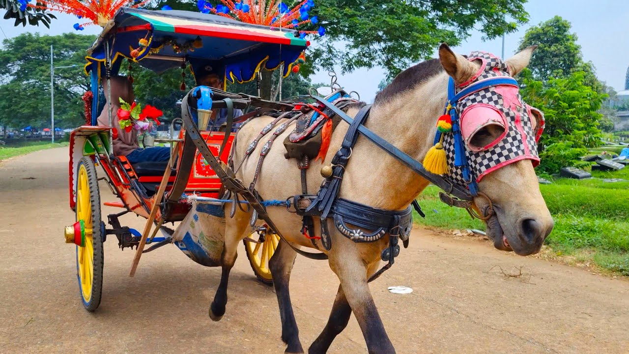 NAIK KUDA ~ NAIK DELMAN ISTIMEWA ~ KALAU KAU SUKA HATI TEPUK TANGAN ~ DI SINI SENANG DI SANA SENANG