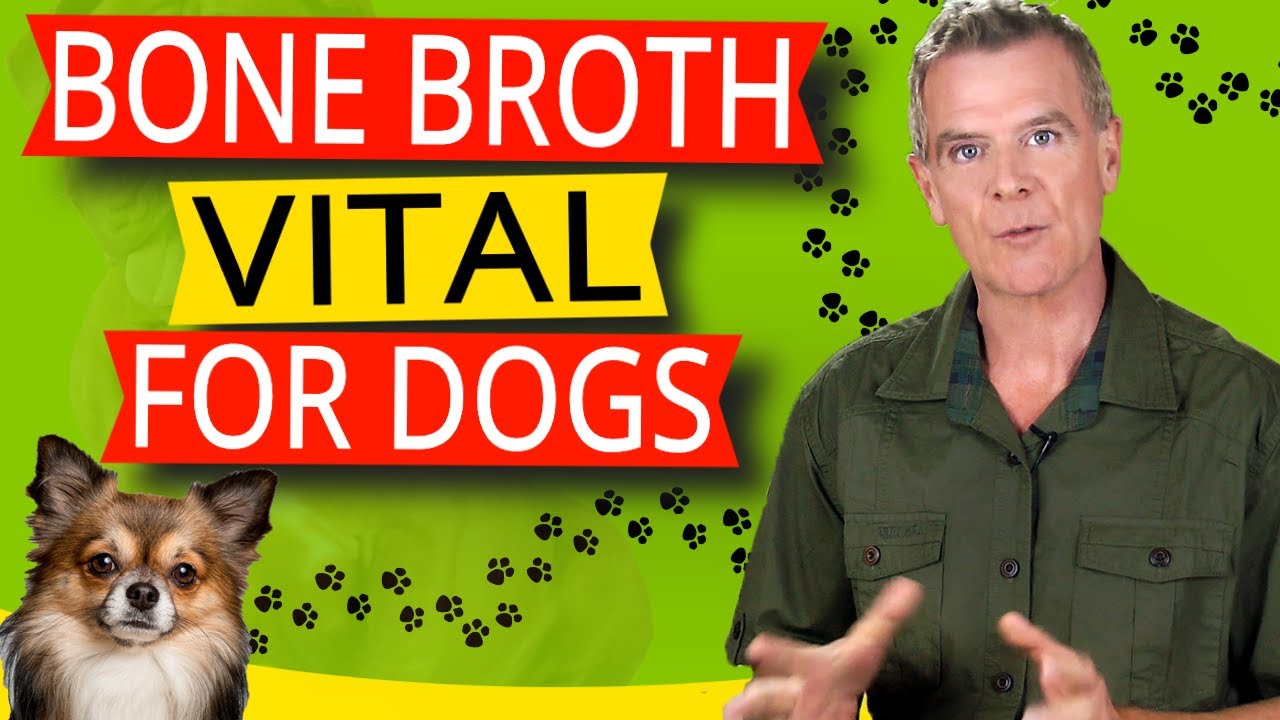Bone Broth Benefits For Dogs (13 Amazing Health Benefits Dogs Love)