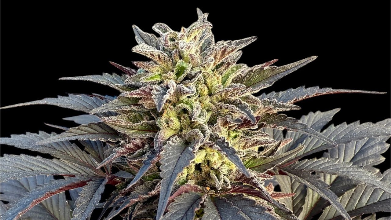 Outdoor Seed to Harvest Strain Review on Black Kush by The Cali Connection LA Fire edition