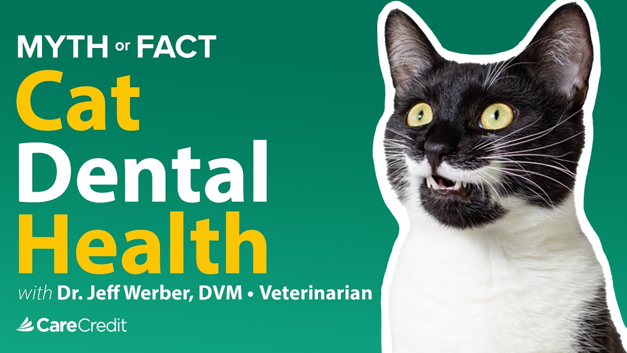 Common Myths and Facts about Cat Dental Health | With Dr. Jeff Werber
