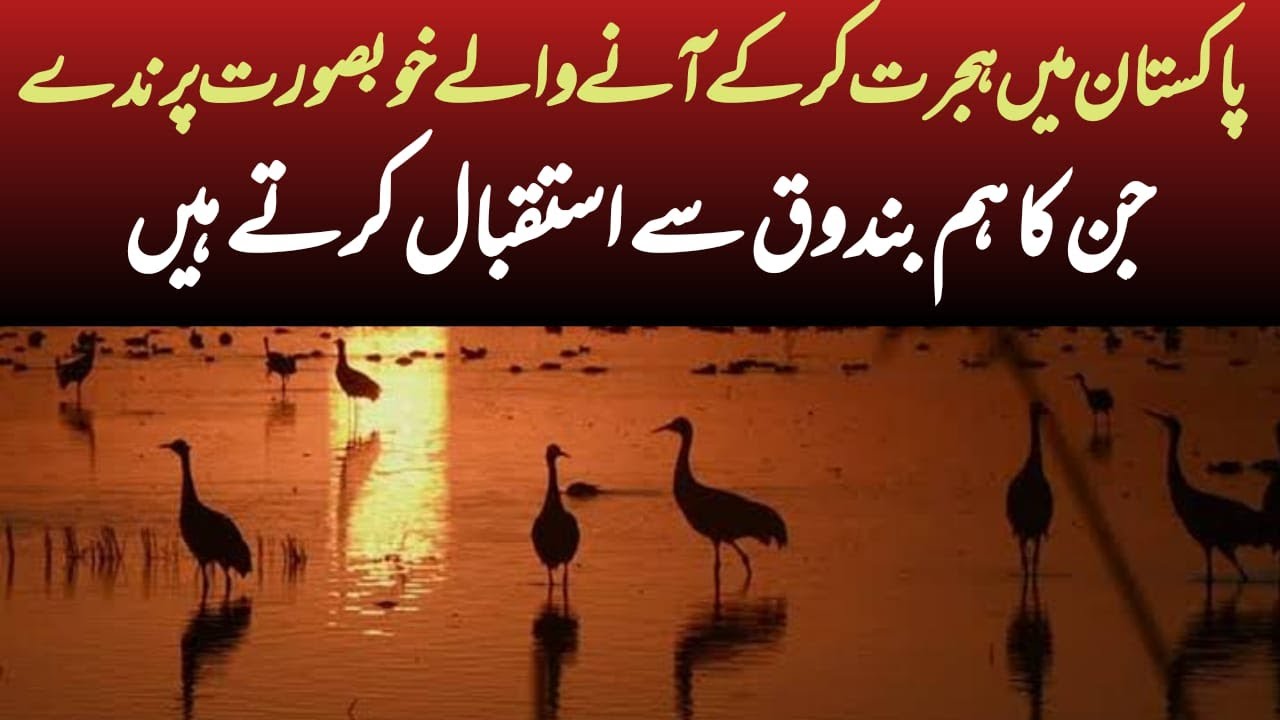 Migratory Birds in Pakistan| Cranes, Ducks & Other Birds migrating in Pakistan |Wildlife of Pakistan
