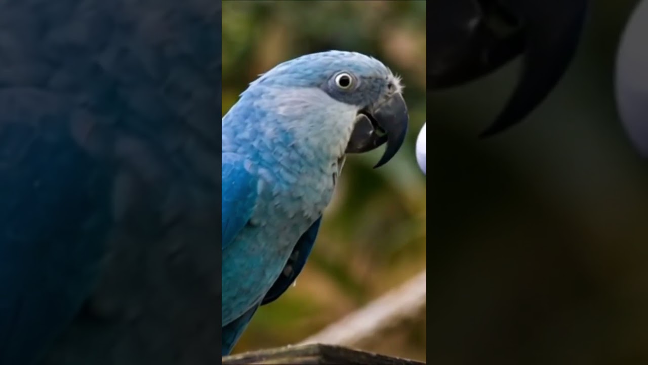 o canto da arara azul