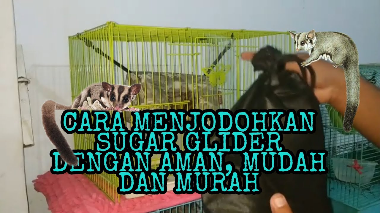 🐹CARA MENJODOHKAN SUGAR GLIDER DENGAN AMAN, CEPAT DAN HEMAT || NGE MIX PASANGAN SUGAR GLIDER😍
