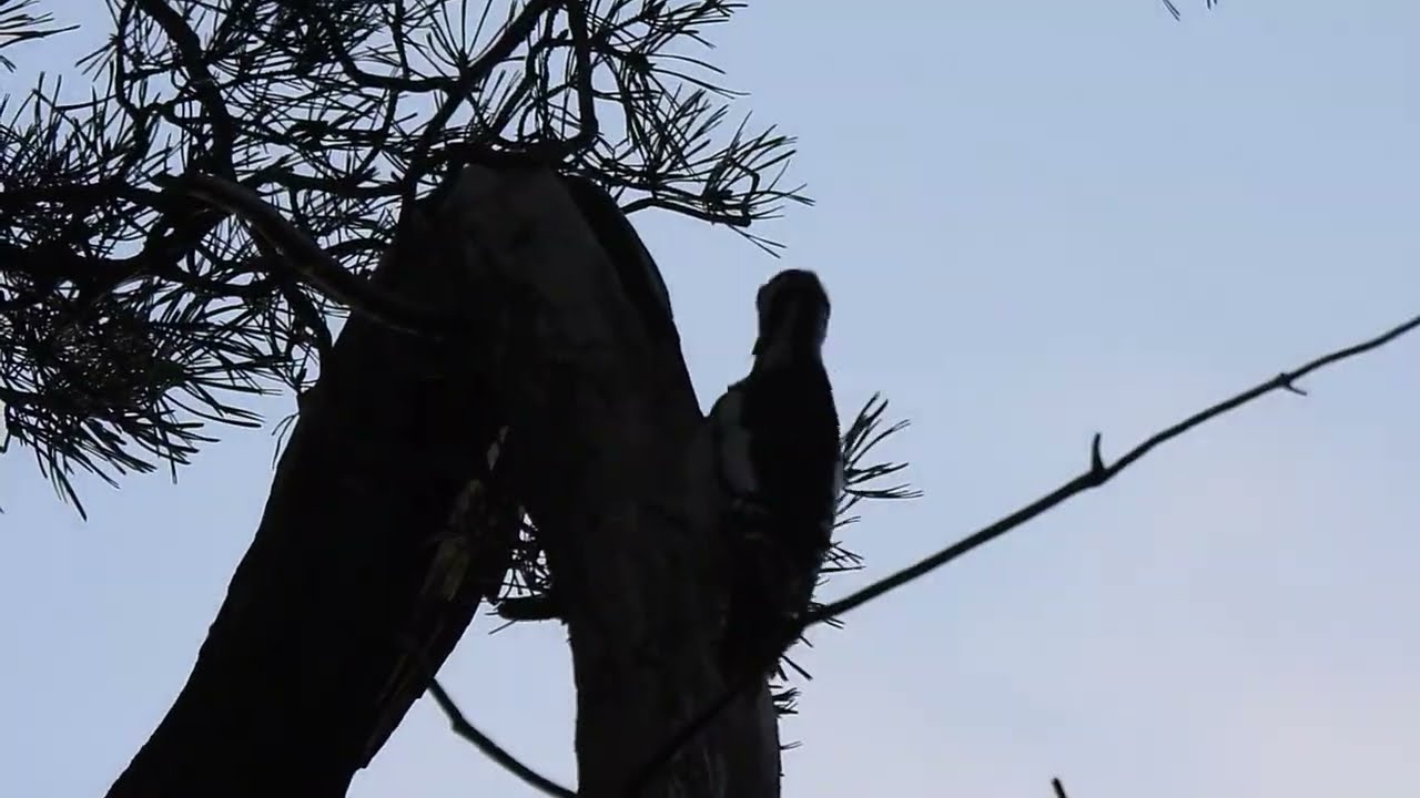 (Woodpecker) Er klopt opeens een Specht hoog in de boom