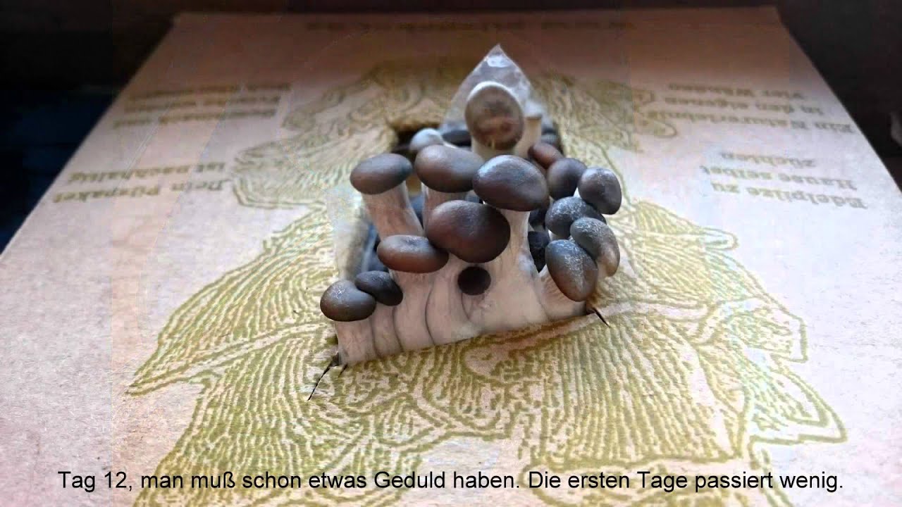 Pilzpaket2