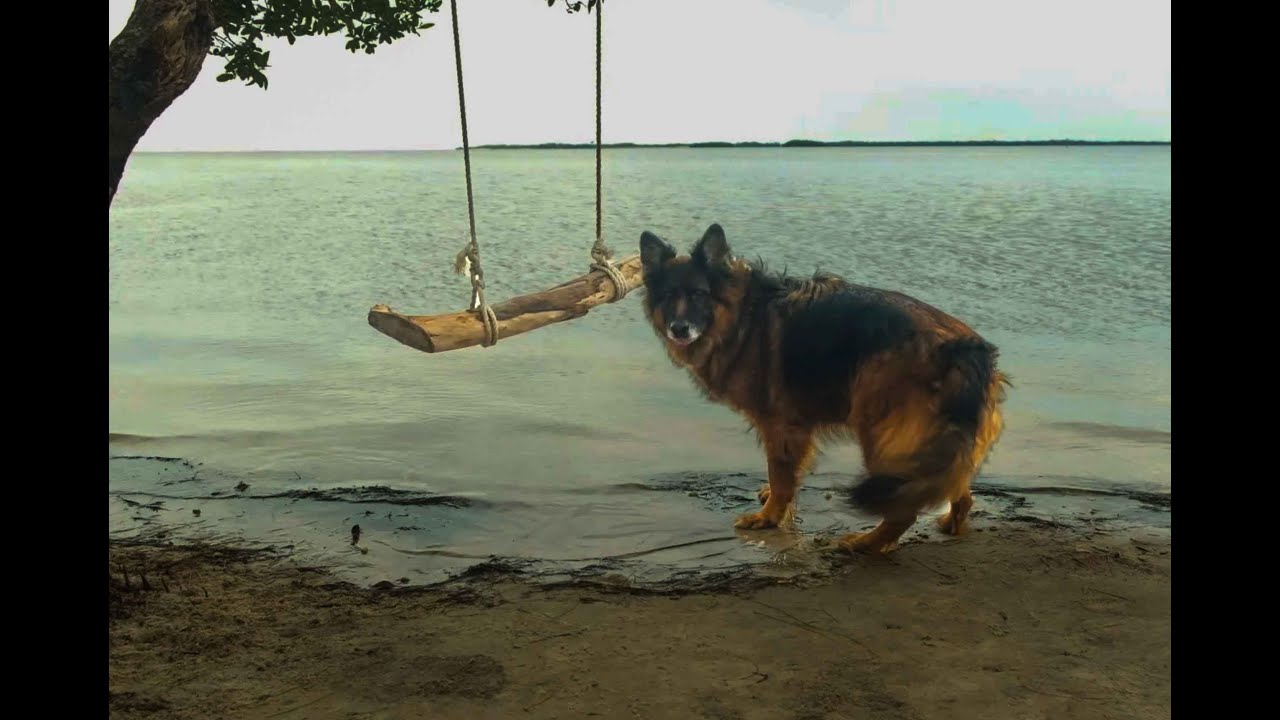 Tzuri & the Rope Swing