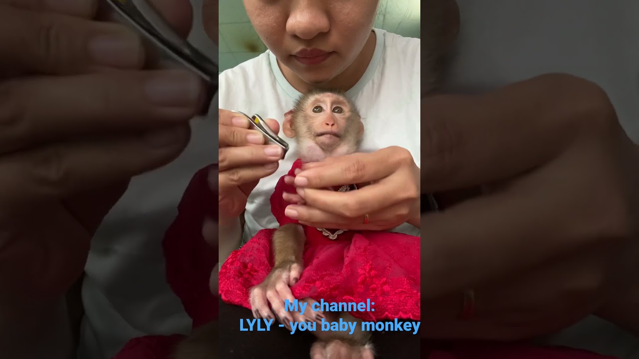 Baby monkey LyLy takes care of nails 💅🙈🙉#shorts #monkeylyly #cute
