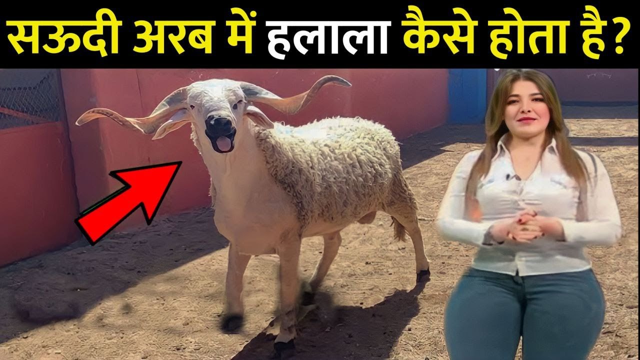 Saudia Arabia Mein Halala Kaise Kiya Jata Hai ? हैरान कर देने वाली तहकीका