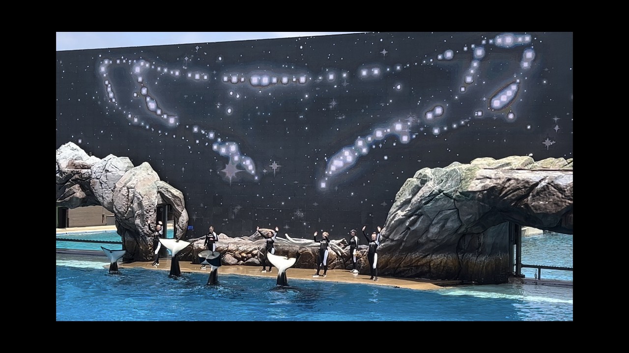 Public Debut of New Orca Encounter at SeaWorld San Diego on May 24, 2025