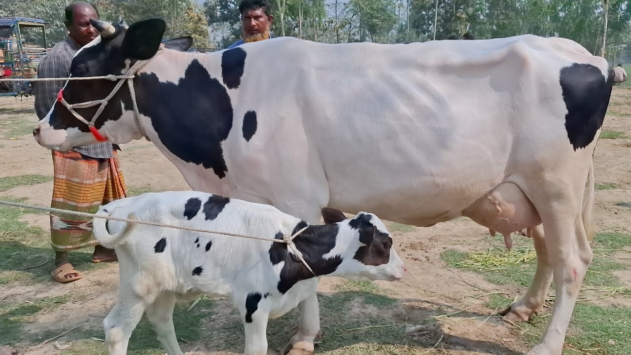 আজ ২০/২/২৬ | ১০/১৫/২০ লিটার দুধের উন্নতজাতের হলিষ্ট্রিন ফ্রিজিয়ান গাভী কেমন দামে কেনা-বেচা হচ্ছে 
