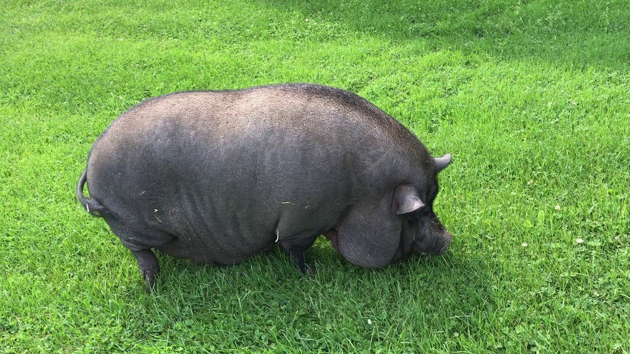 What Petunia the pot belly pig likes to eat?
