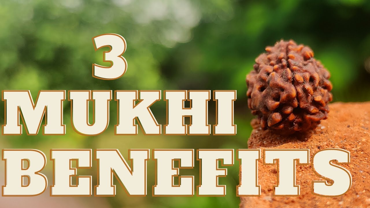 3 Mukhi Rudraksha Benefits | 3 mukhi rudraksha dharan karne ki vidhi